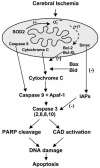 FIG. 1.