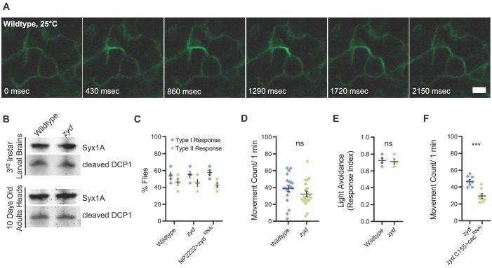 Figure 1—figure supplement 1.