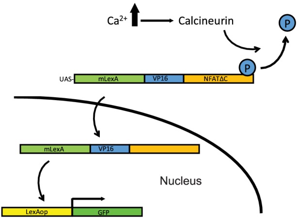 Figure 3—figure supplement 1.