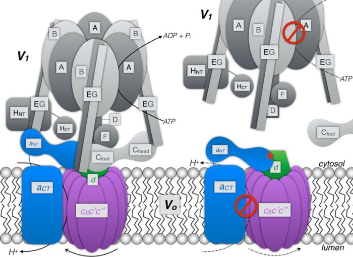 FIGURE 1.