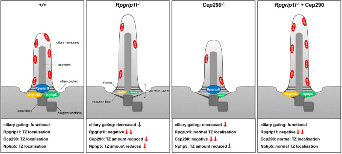 FIGURE 5: