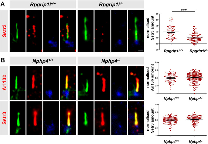 FIGURE 1: