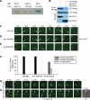 FIGURE 5: