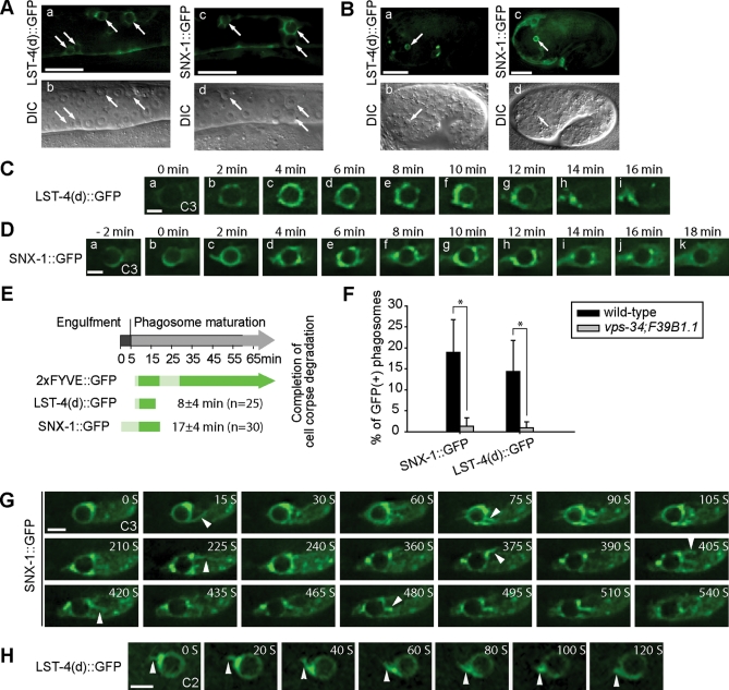 FIGURE 6: