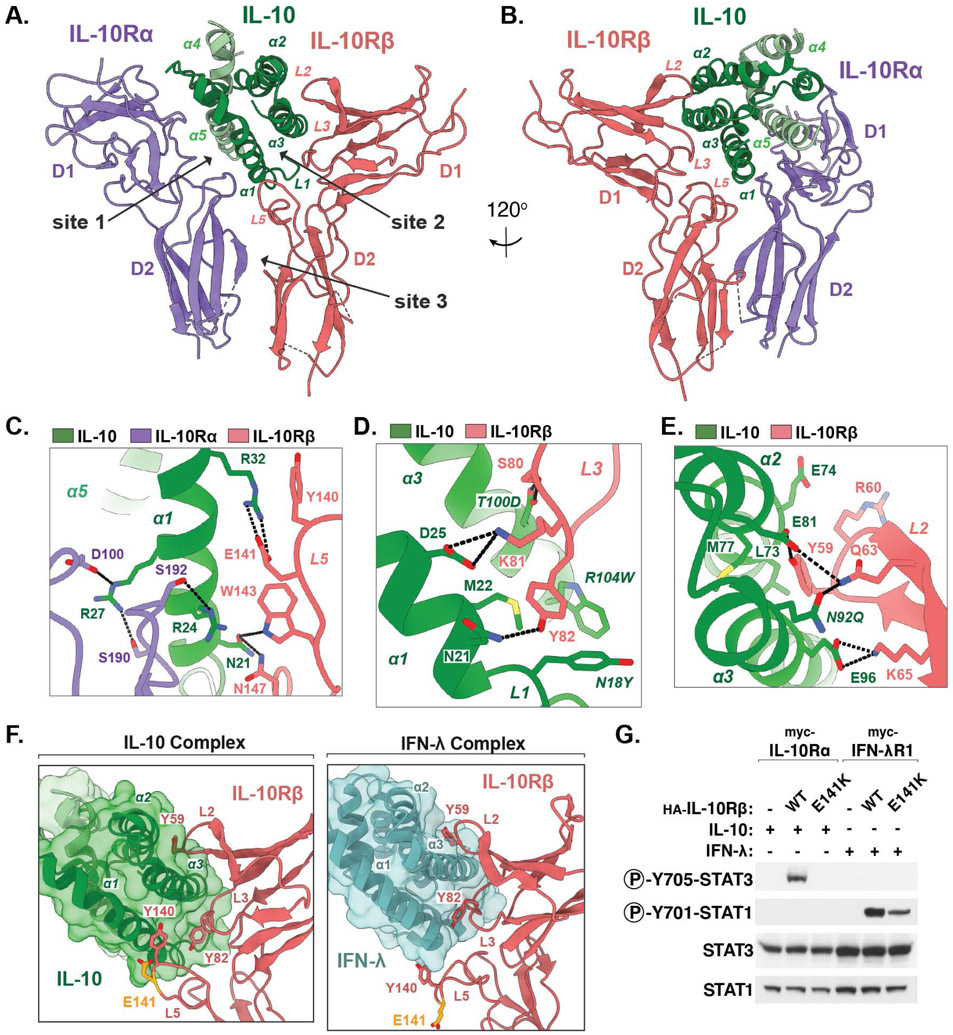 Fig 2: