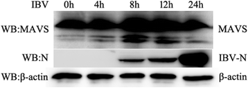 Fig. 6