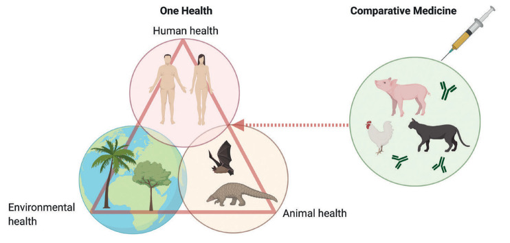 The emergence of Covid-19 illustrates the intimate connections between the health of people, animals and our shared environment and highlights the importance of a One Health approach. Comparative medicine complements a One Health approach, having an important role in the prevention and control of emerging infectious diseases such as Covid-19 by contributing to an improved understanding of coronavirus biology, the pathogenesis of coronavirus infections and the optimisation of coronavirus vaccination strategies