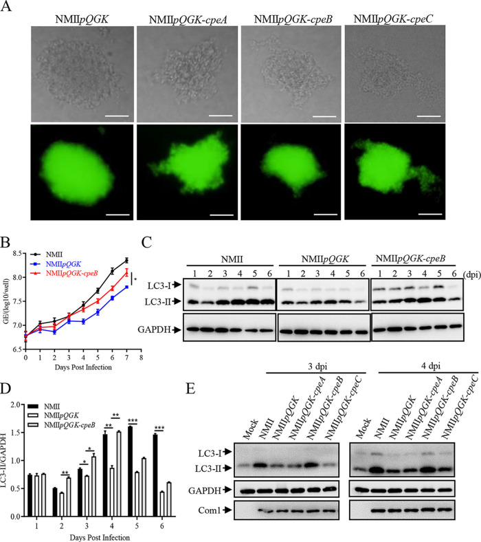 FIG 2