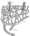 F<sc>igure</sc> 1.—