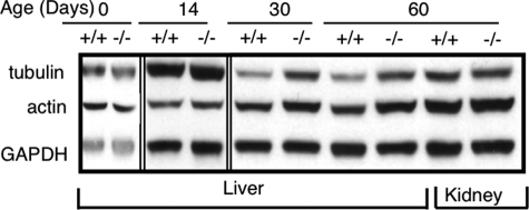 FIGURE 13.