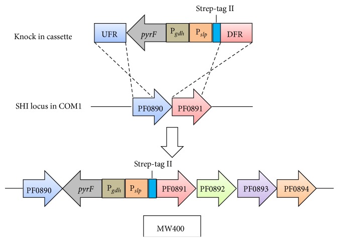 Figure 2