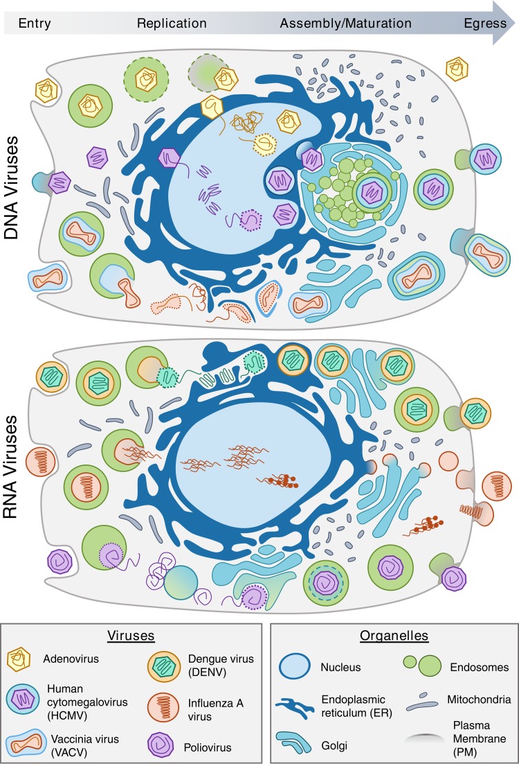 FIG 1