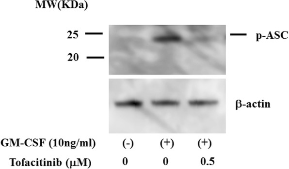 Fig. 12