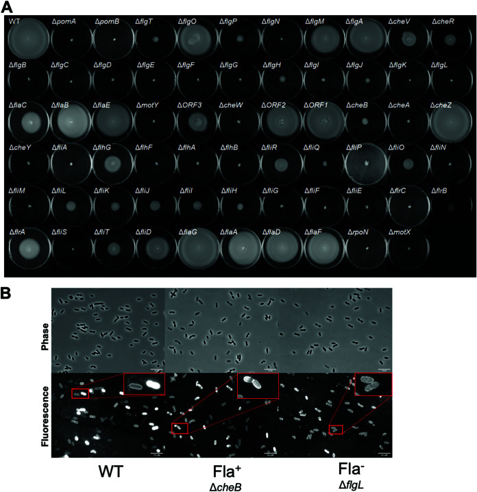 FIG 3