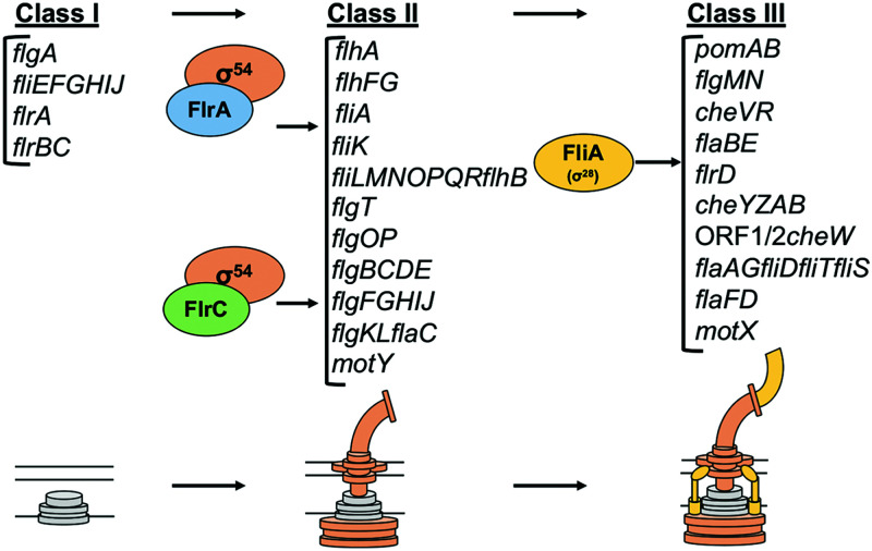 FIG 8