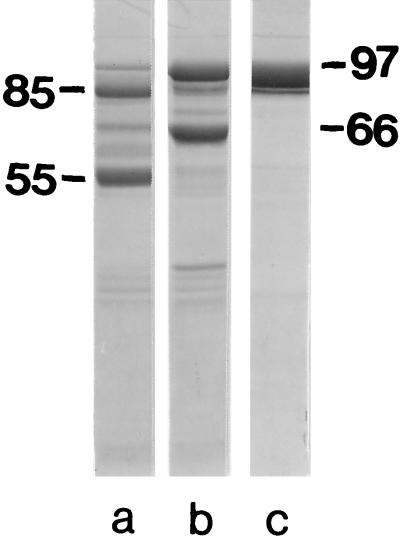 FIG. 5