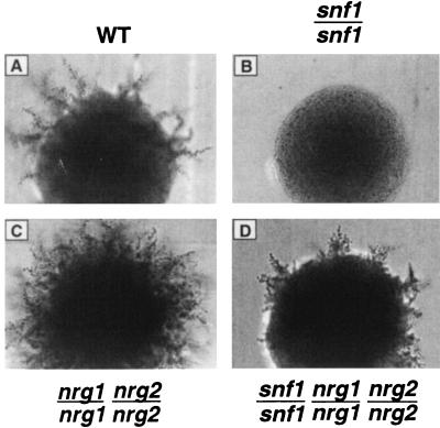 FIG. 4.