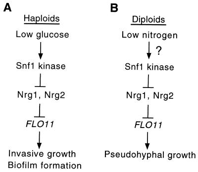 FIG. 5.