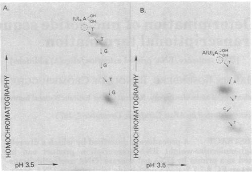 graphic file with name pnas00672-0060-a.jpg