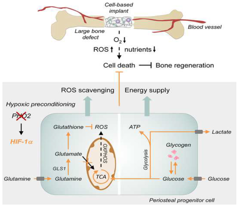 Graphical Abstract