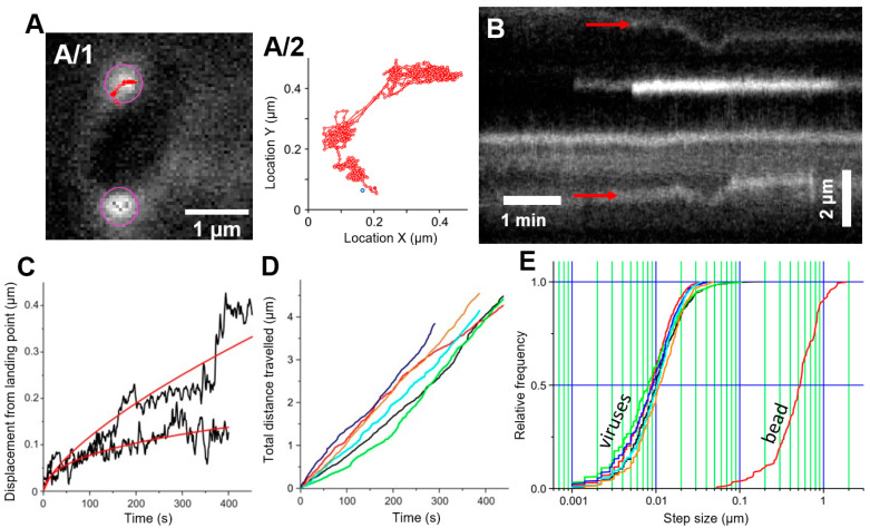 Imaging the Infection Cycle of T7 at the Single Virion Level - PMC