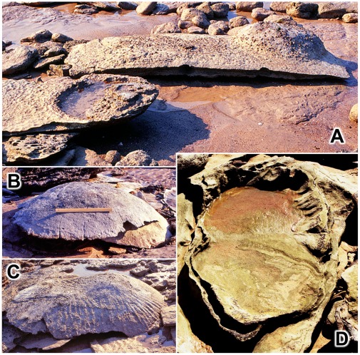 Figure 18