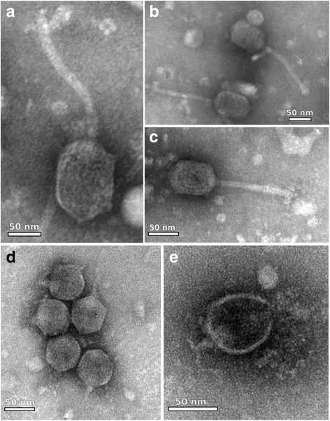 Fig. 5