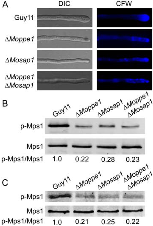 Fig. 6.