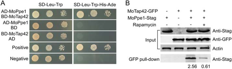 Fig. 8.