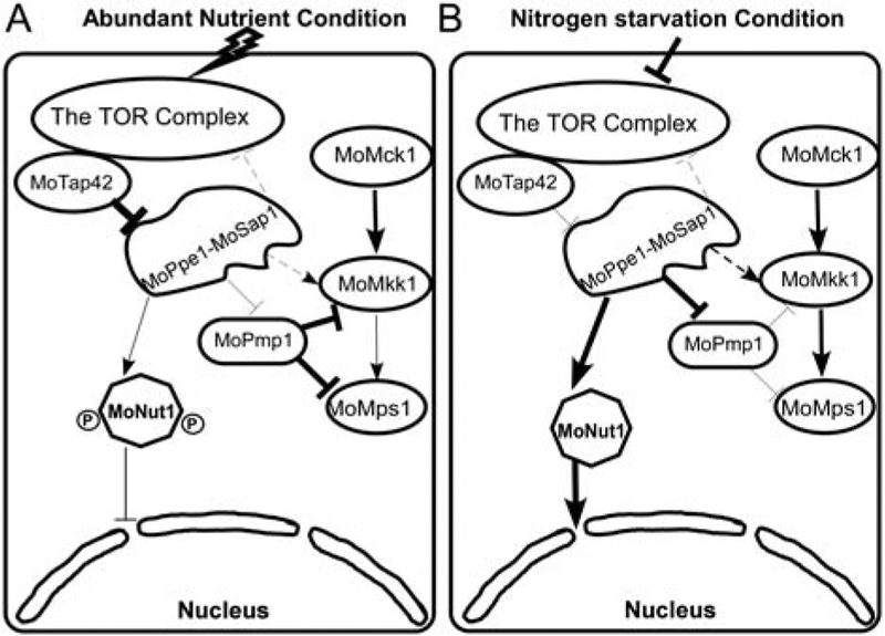 Fig. 11.