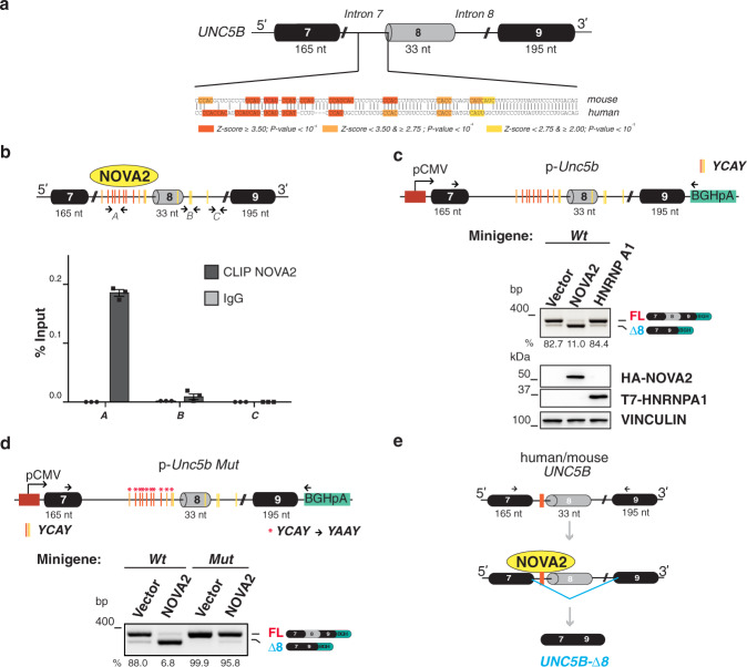 A ligand-insensitive UNC5B splicing isoform regulates angiogenesis by ...