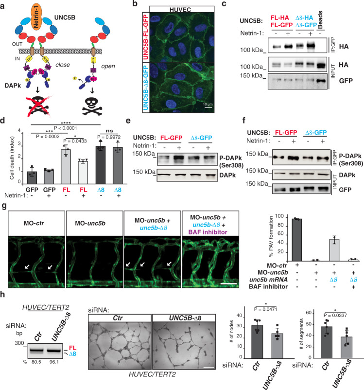 A ligand-insensitive UNC5B splicing isoform regulates angiogenesis by ...