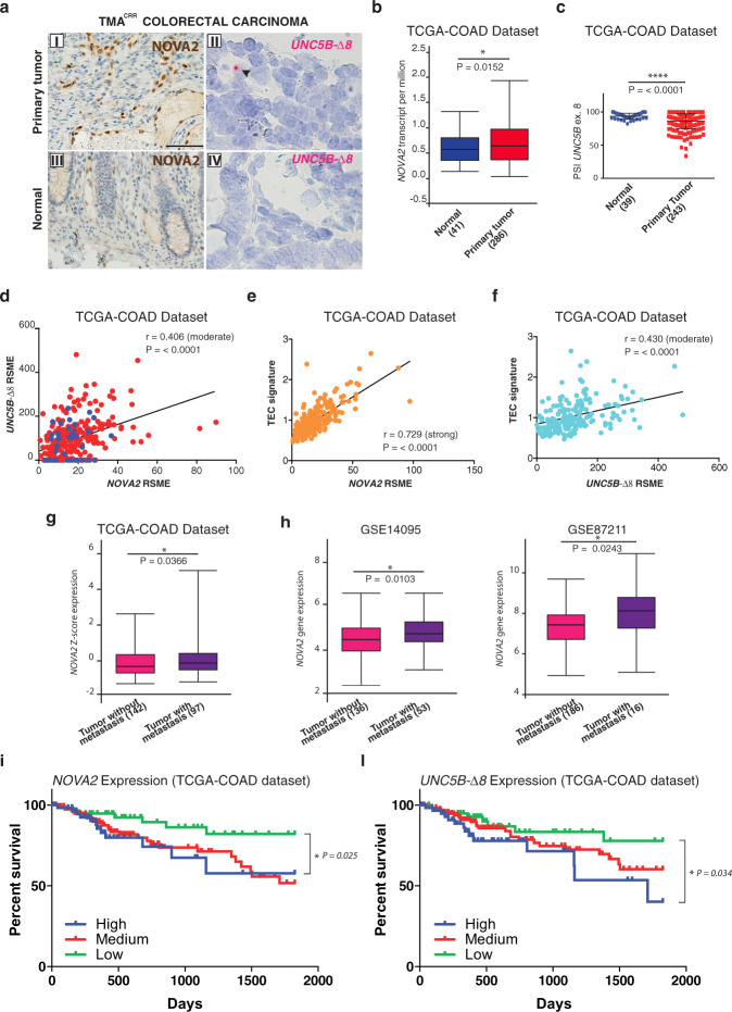 A ligand-insensitive UNC5B splicing isoform regulates angiogenesis by ...