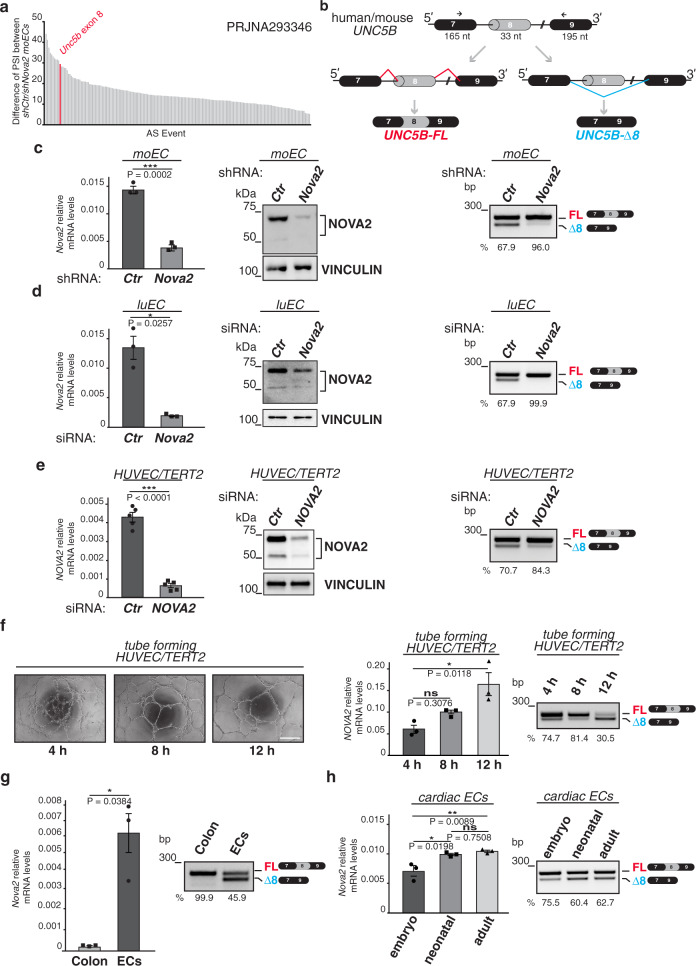 A ligand-insensitive UNC5B splicing isoform regulates angiogenesis by ...