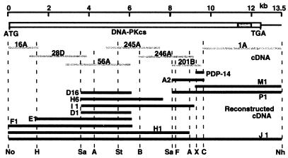 FIG. 1