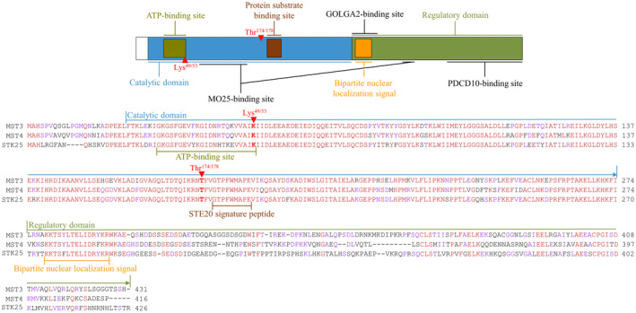 FIGURE 1