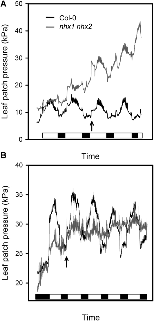 Figure 11.