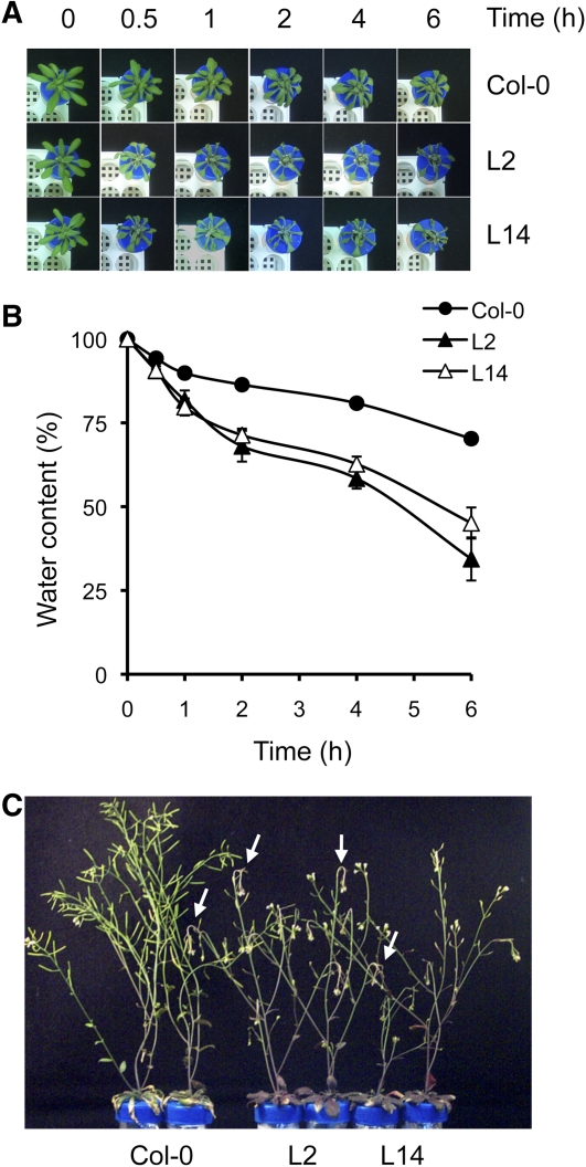 Figure 9.