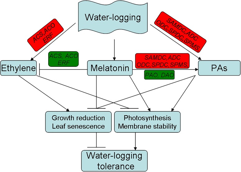 FIGURE 11