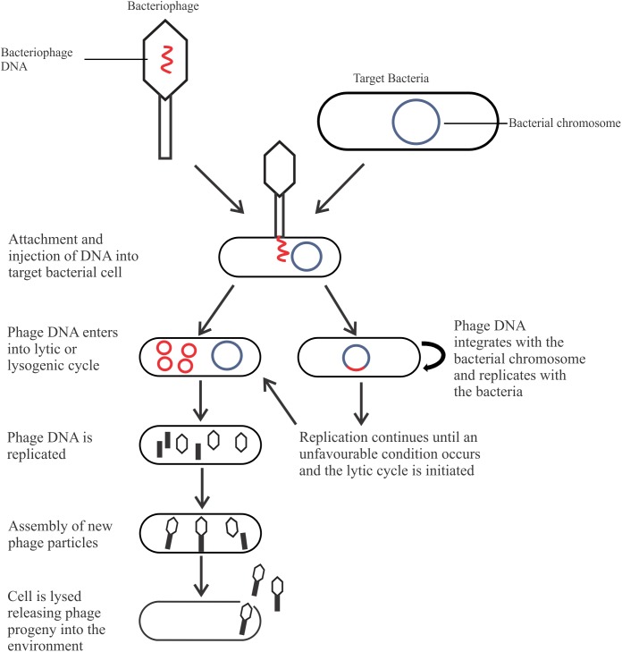 FIGURE 1