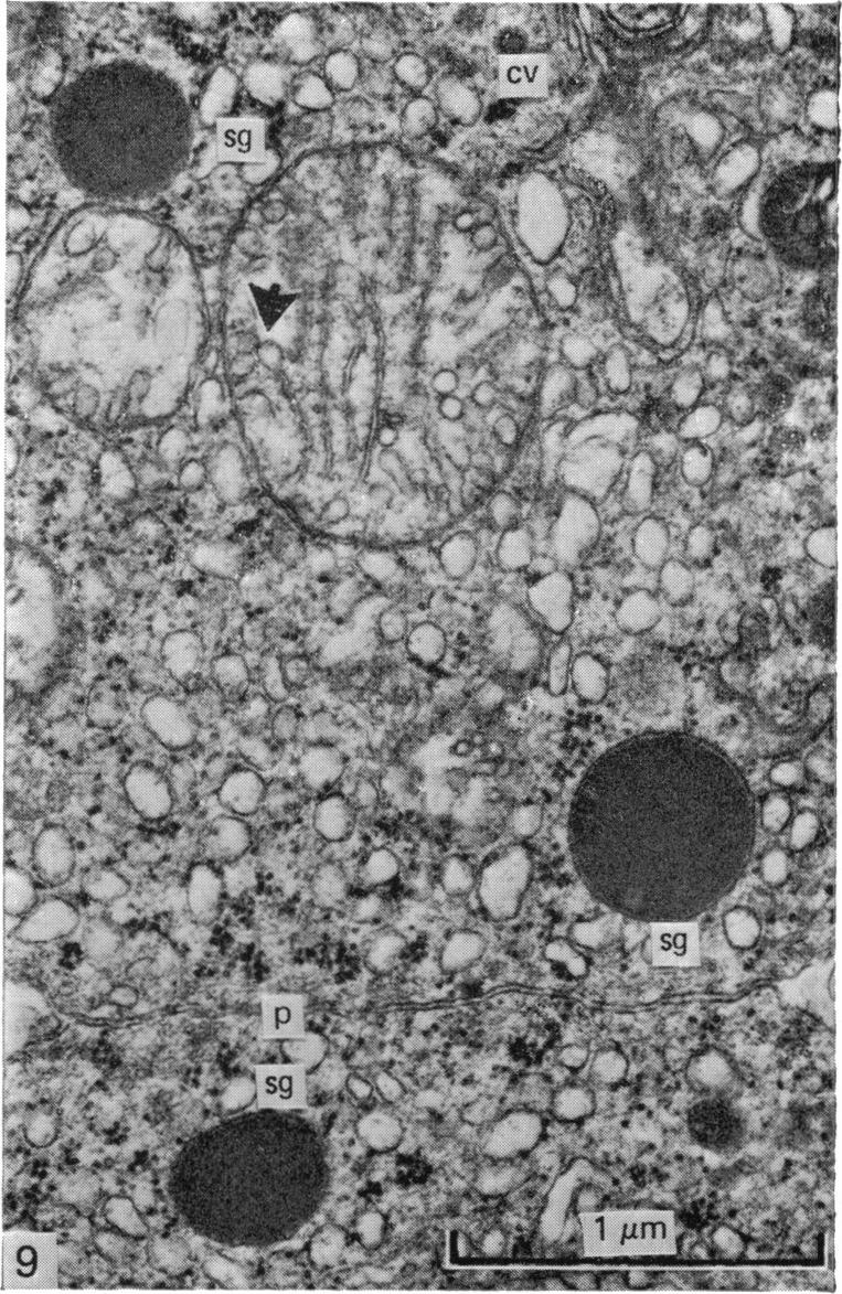 Fig. 9