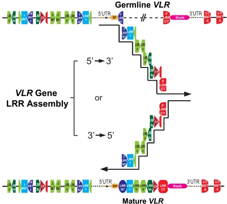 Fig. (3). VLR gene assembly in lamprey lymphocytes.