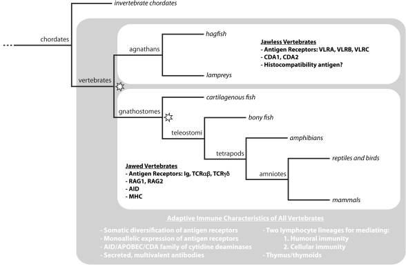 Fig. (1). Adaptive immunity throughout vertebrate phylogeny.