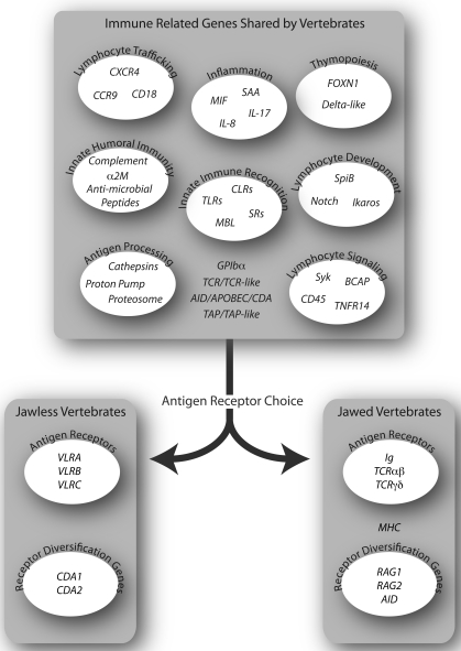 Fig. (2). Adaptive immunity in the context of conserved immune related genes.