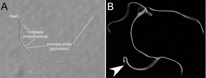 Fig. 3.