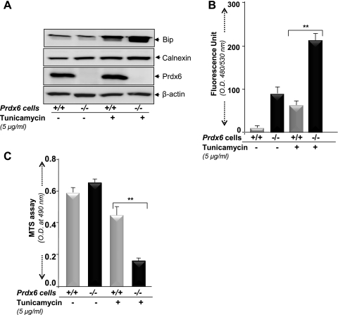 Fig. 9.