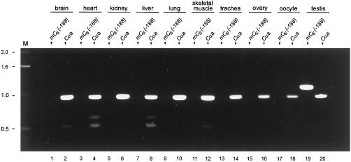 Figure 5