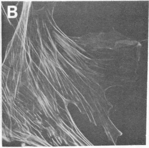 graphic file with name pnas00498-0378-a.jpg