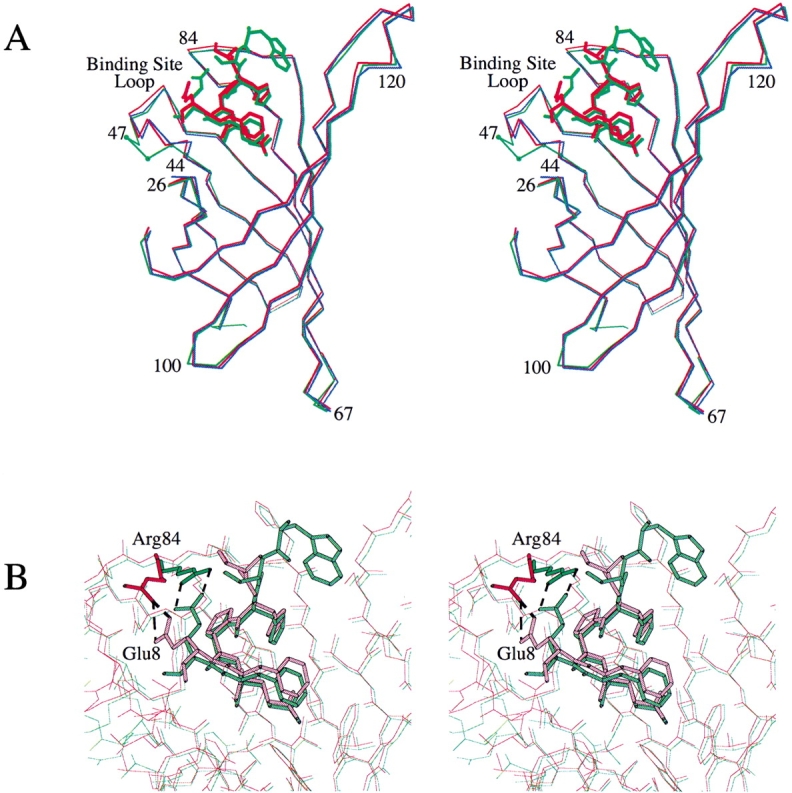 Improved affinity of engineered streptavidin for the Strep-tag II ...