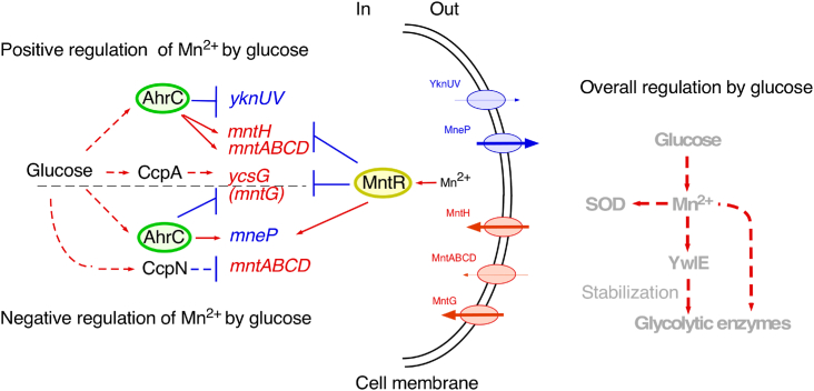 Figure 7